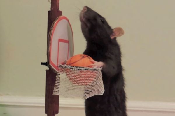 I pacov može da bude kućni ljubimac! Pogledajte šta sve ume! (VIDEO)