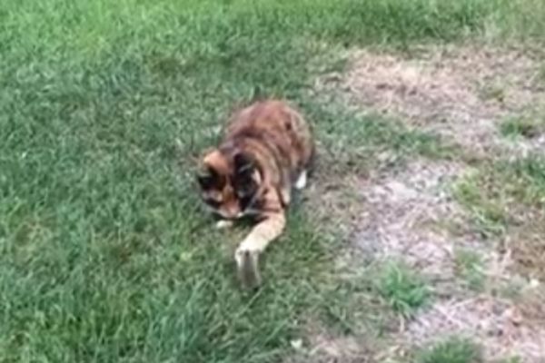 Ko kaže da mačke nema kad miševi kolo vode! (VIDEO)