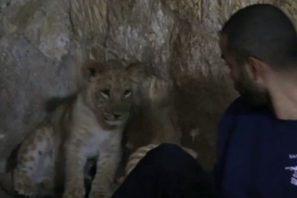 Toni, ne diraj lava dok spava: Igranje sa lavićem prestravilo košarkaša San Antonija! (VIDEO)