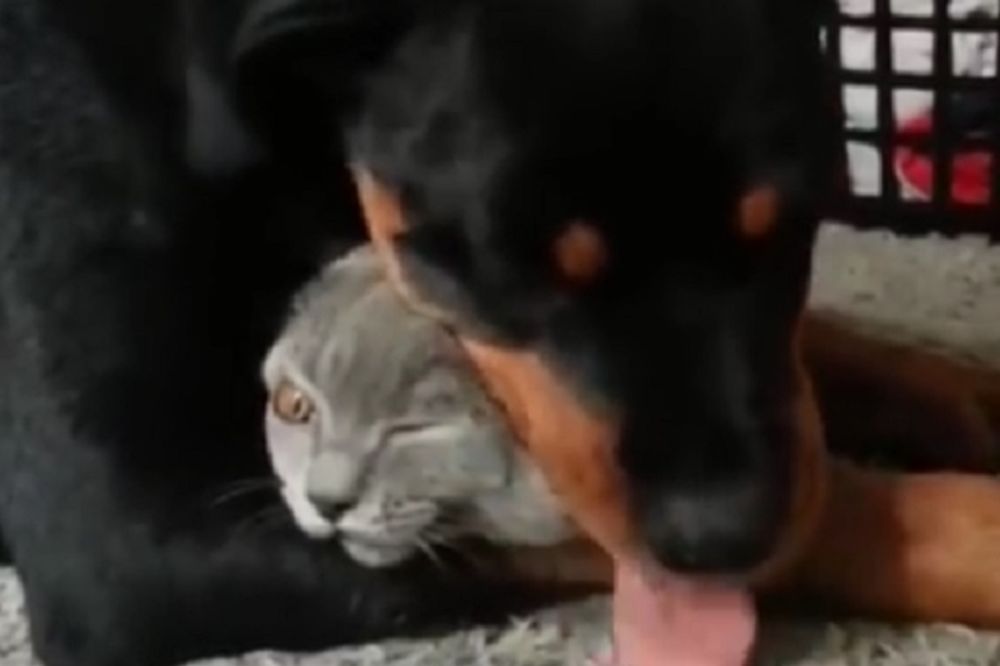 Da li ga davi ili ga voli? Rot je zgnječio ovog mačka, bukvalno! (VIDEO)