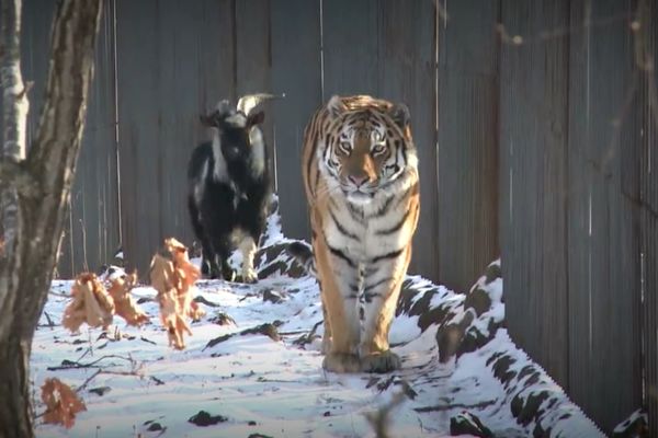 Amur i Timur: Ovaj tigar i njegov ortak jarac su nerazdvojni! (VIDEO)