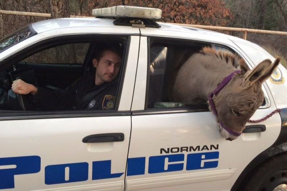 Policajac spasao magarca, životinja mu se baš zahvalila! (FOTO) (VIDEO)