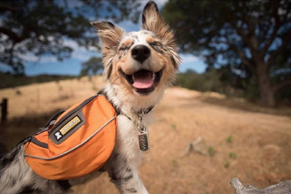 17 neodoljivih fotografija pasa sa kampovanja koje MORATE da pogledate (FOTO)