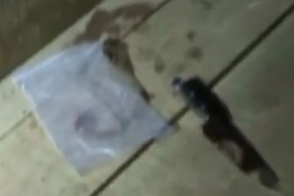 Loš trip u džungli: Britanac izboden na smrt u ceremoniji uzimanja halucinogene droge! (FOTO) (VIDEO)