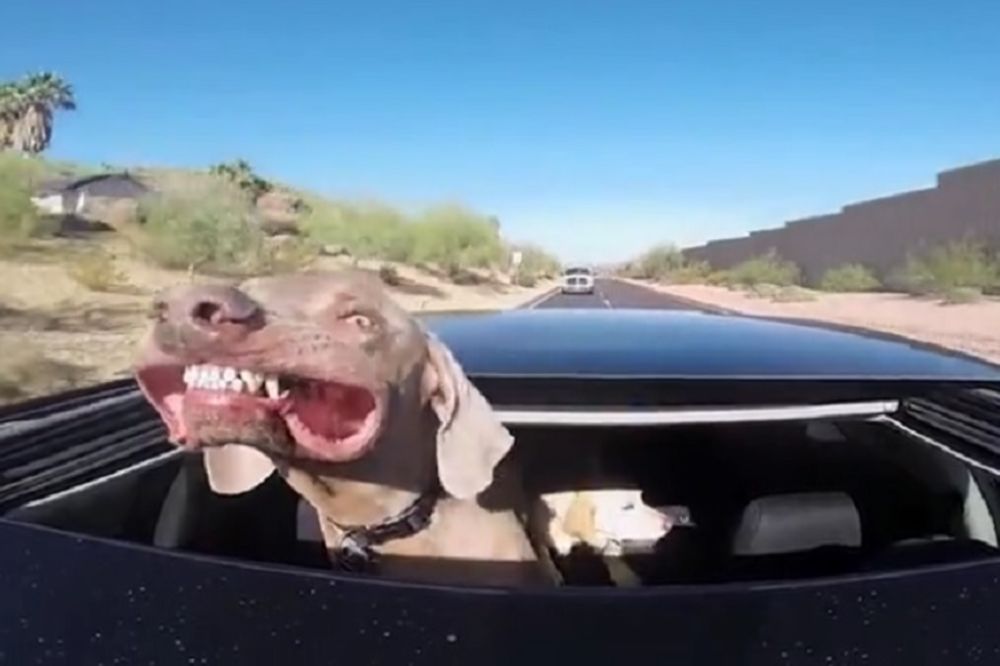 ​Dnevna doza plakanja od smeha: Psi u neuspešnim i otkačenim akcijama! (VIDEO)