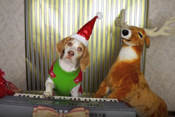 Ovaj pas koji kiti jelku, otvara novogodišnje poklone i mesi kolače! (VIDEO)