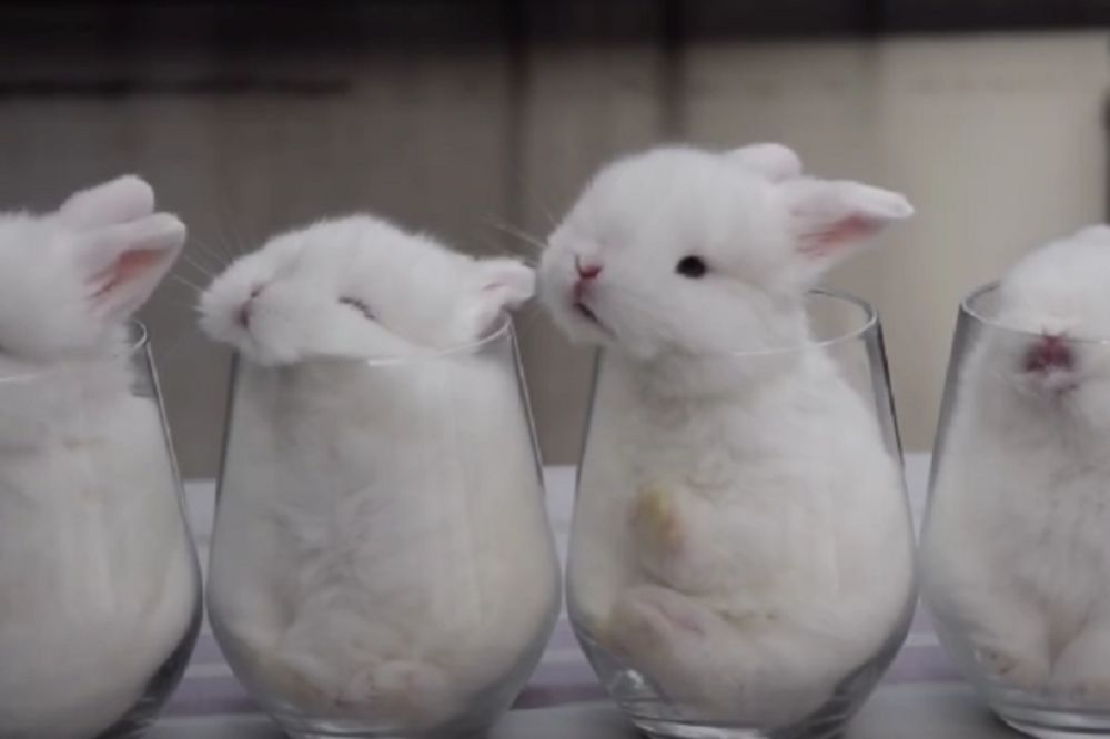 Najslađi video na svetu: Ovi zečevi su tako mali da staju u čašu - i prosto su neodoljivi! (VIDEO)