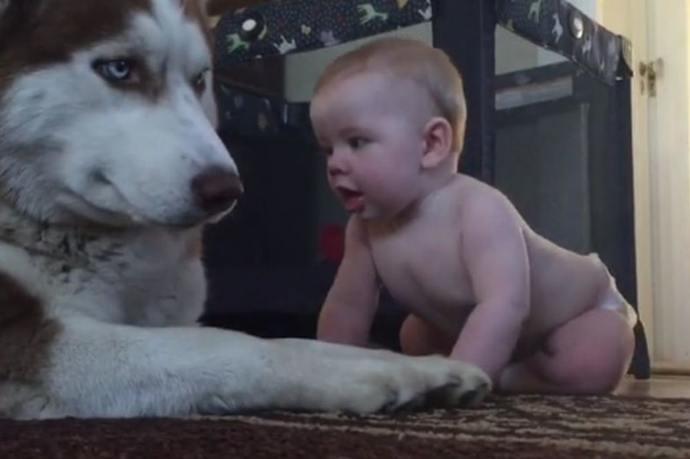 Ulepšaće vam dan: Haski se dražesno igra sa bebom! (VIDEO)