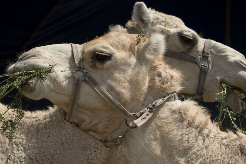 Kakav ludak: Umesto lekovitog urina kamile prodavao svoju mokraću! (VIDEO)