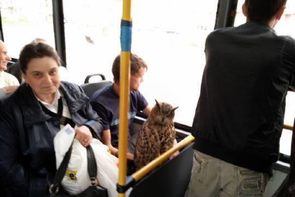 Hit scena u gradskom prevozu! Poveo sovu u razgledanje grada, ljudi se šokirali (FOTO)