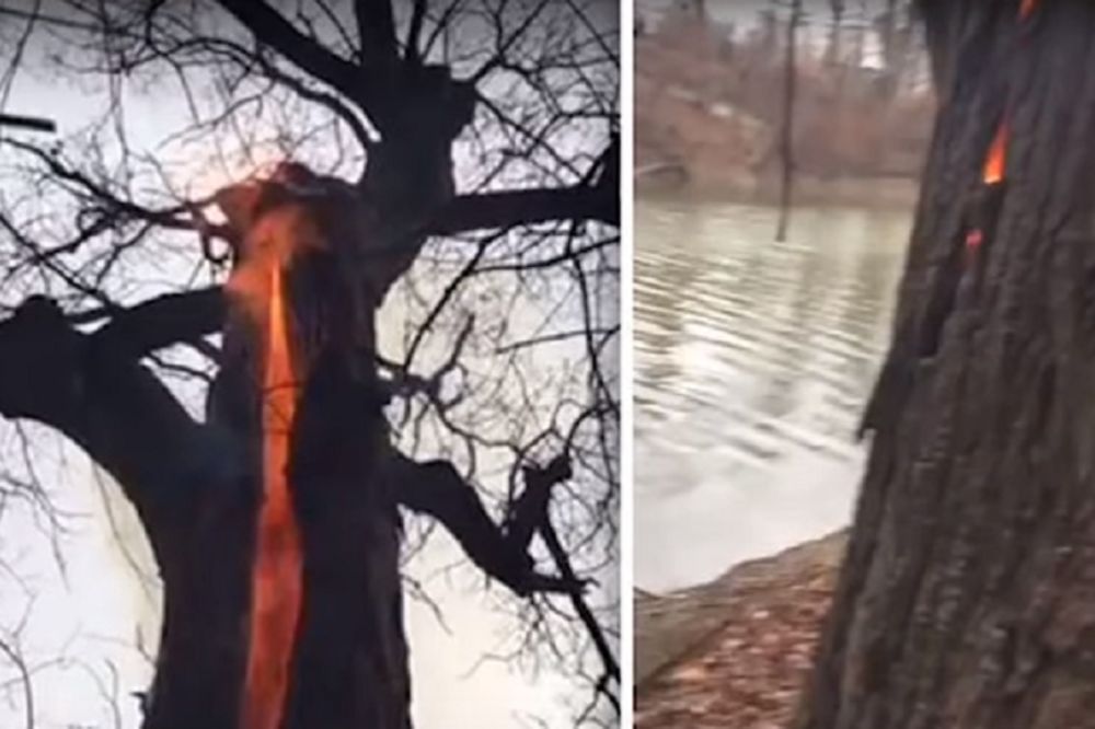 Misterija koja je zbunila ceo svet! Ovo drvo gori iznutra, bez dima?! (VIDEO)