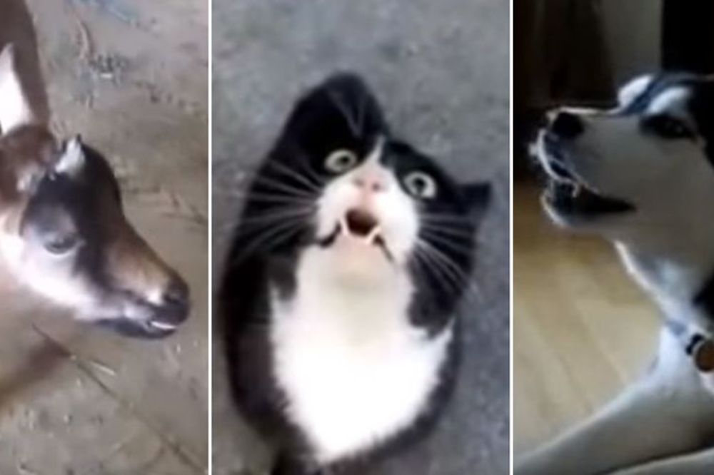 Ko kaže da životinje ne znaju da govore? Pripremite maramice, smejaćete se do suza! (VIDEO)
