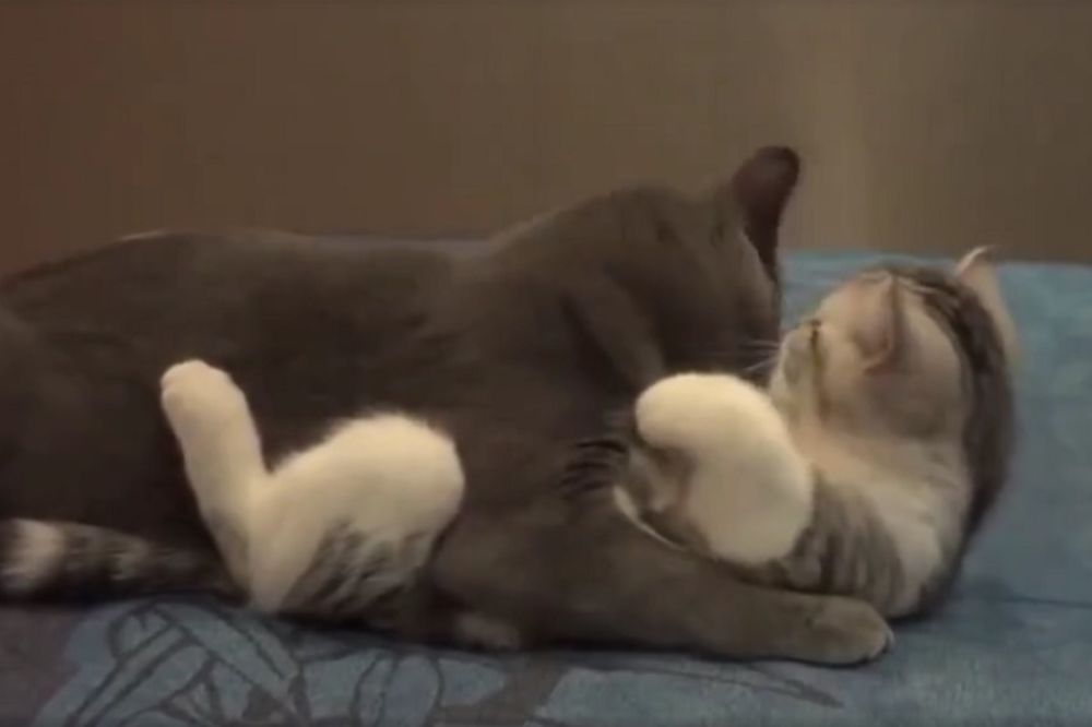 Mačja posla: Ovako izgleda kraljevski tretman za jednu cica macu! (VIDEO)
