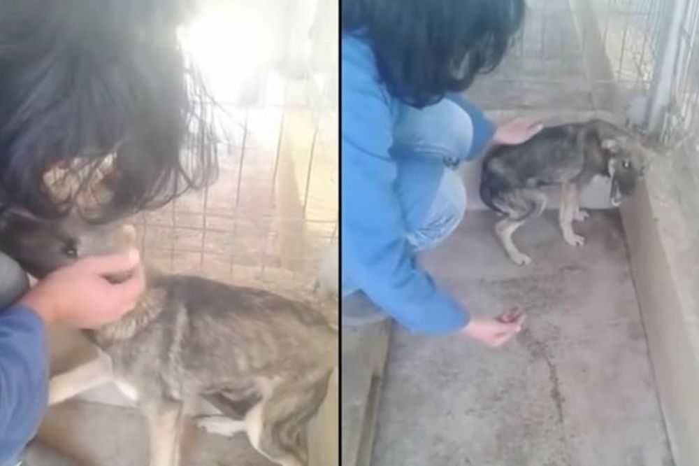 Ovo je moć ljubavi: Suze ovog psa na prvi zagrljaj u životu slomiće vam srce! (VIDEO)