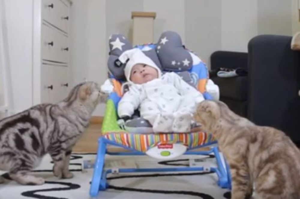 Ko si sad ti? Evo kako se mačke upoznaju s novajlijom u kući! (VIDEO)
