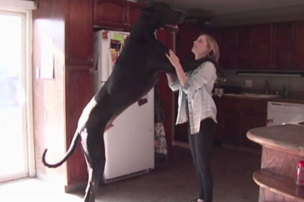 Nešto između psa i konja: Ovo je Roko, džinovska nemačka doga! (FOTO) (VIDEO)