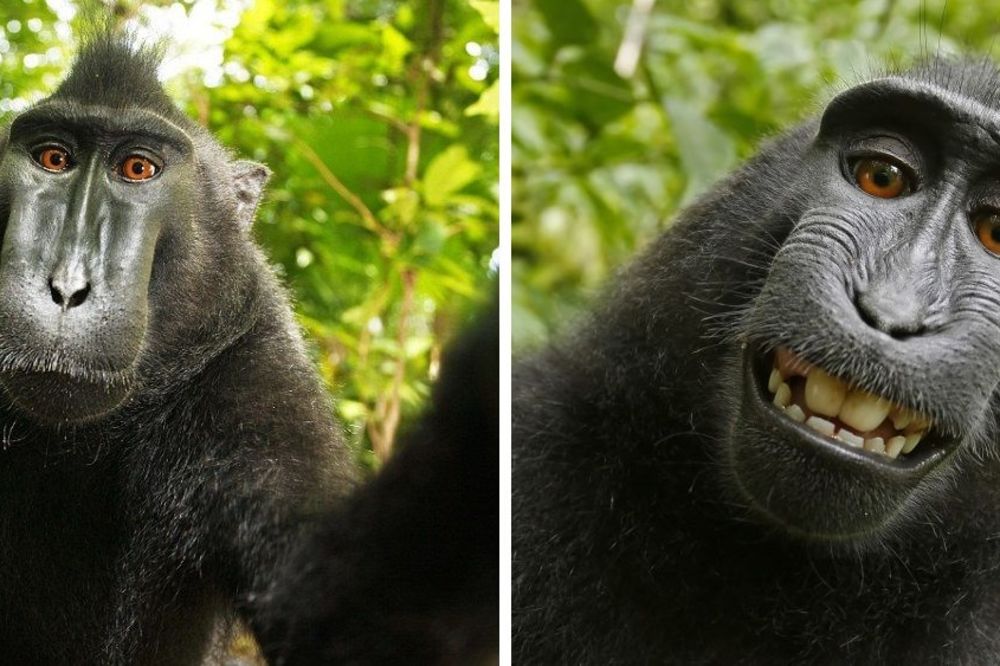 Stigla presuda: Majmun ne dobija autorska prava za čuveni selfi! (FOTO) (VIDEO)