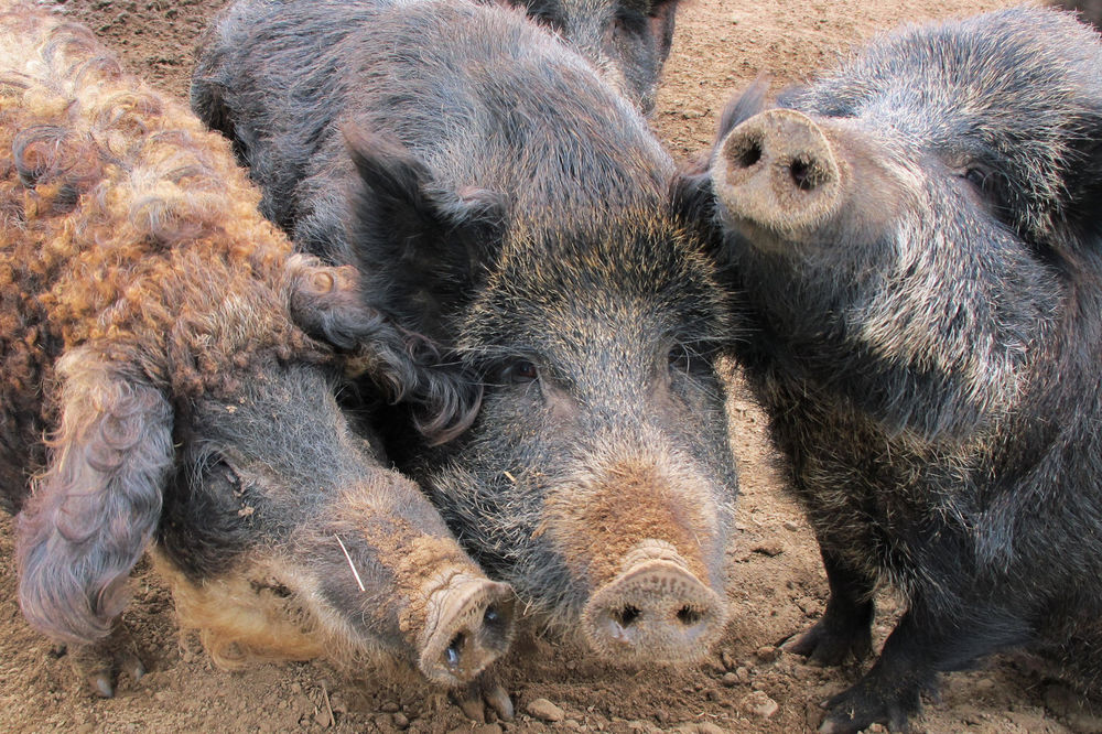 Katastrofa u Čajetini: Otrovano 500 ljudi mesom divlje svinje, među zaraženima ima i dece!