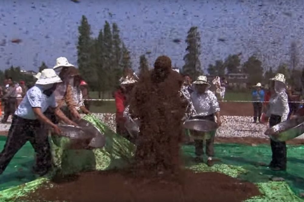 Prekrio se sa 637.000 pčela i ušao u Ginisa! (VIDEO)
