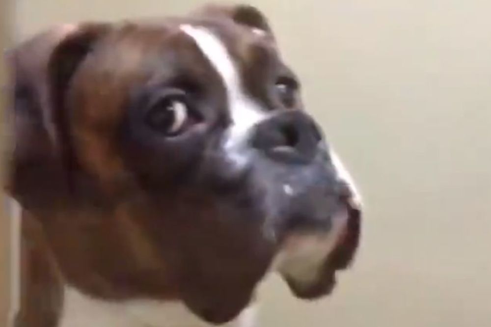Gazda, ugasio si ga: Kada te pas ovako gleda, frka je neizbežna! (VIDEO)