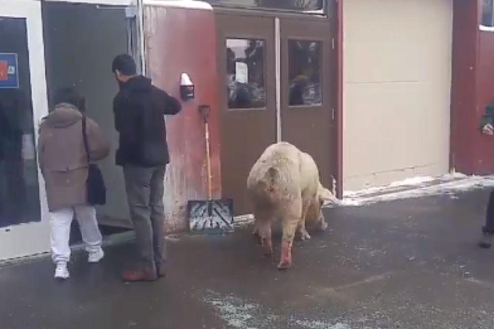 I svinja došla na glasanje u Nju Hempširu! (VIDEO)
