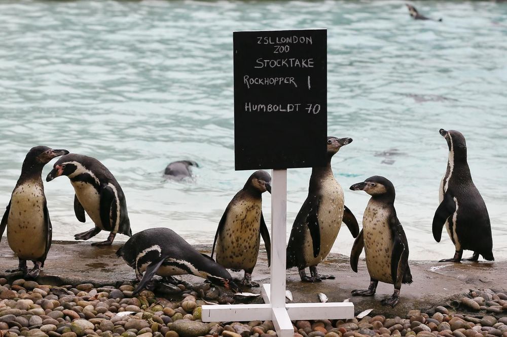 Užas! Pokolj! Zbog sante leda veličine Rima uginulo 150.000 pingvina! (VIDEO)