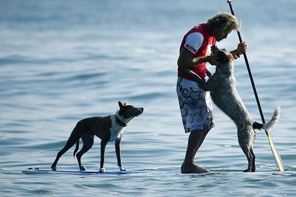 Kuce-surferi: Vladari talasa na četiri noge (FOTO)