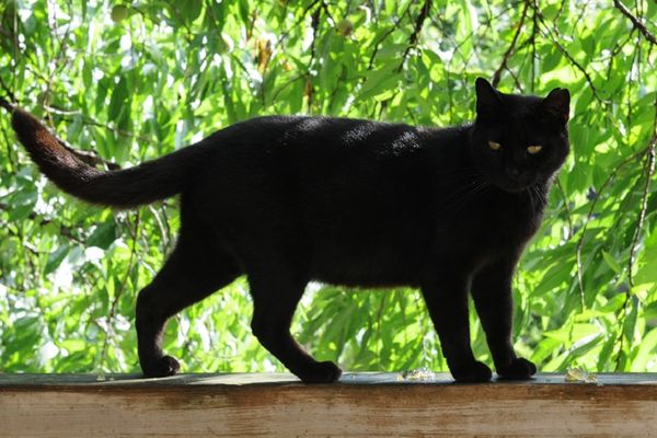 Zašto crne mačke donose nesreću? (GIF)