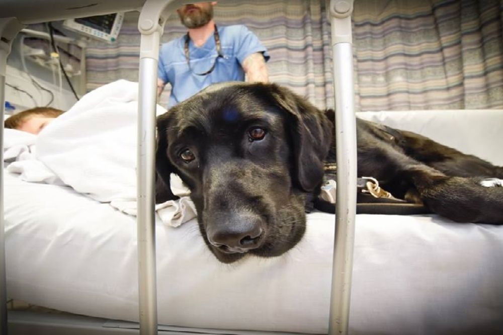 Kako je pas ulepšao život autističnom dečaku? (FOTO) (VIDEO)