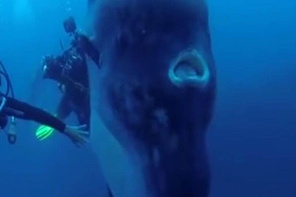 Znate li kako izgleda najveća riba na svetu? Ovaj ronilac je plivao sa njom (VIDEO)