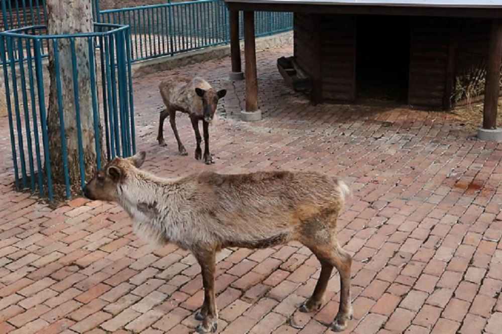 Pravo iz Deda Mrazovog dvorišta u beogradski zoo-vrt! Vrt Dobre nade dobio nove stanovnike (FOTO)