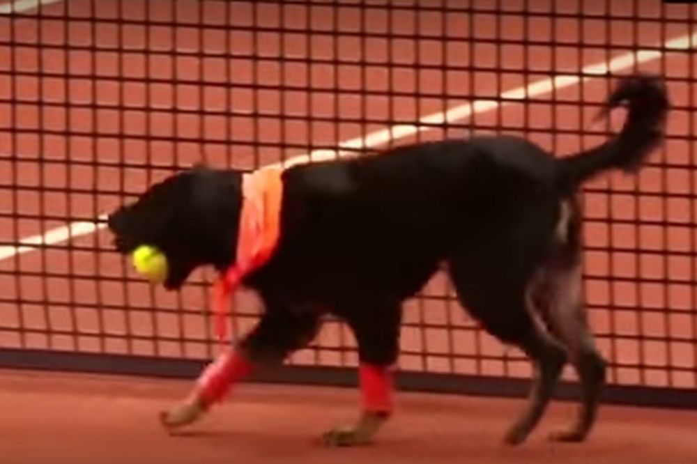 Zamislite da skupljači loptica u tenisu budu psi! (VIDEO)