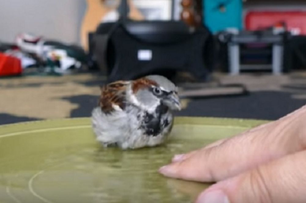 Spreman za kupanjac: Sparki je najotkačeniji vrabac kog ste videli (VIDEO)