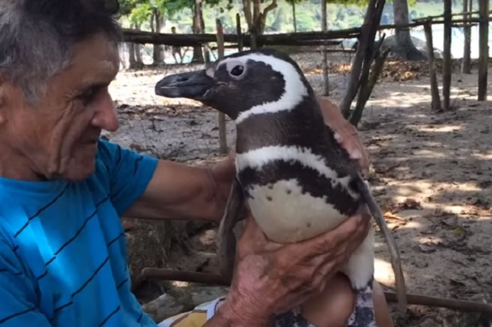 Ovako nešto sigurno niste videli. Pingvin verniji i od psa! (VIDEO)