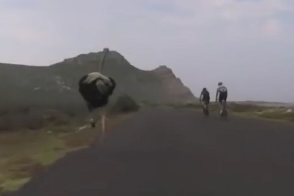 Kao u crtanom filmu: Noj punom parom jurio bicikliste duž južnoafričke obale (VIDEO)