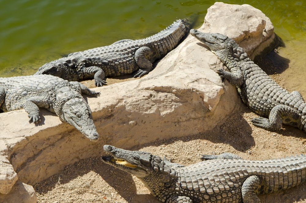 Carstvo opasnih gmizavaca: Prvi krokodilski park u Maroku zaludeo turiste! (FOTO)