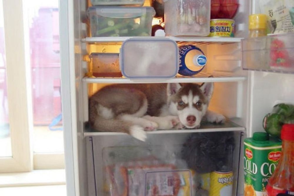 19 najslađih pasa koji misle da su našli savršeno mesto za skrivanje! (FOTO)
