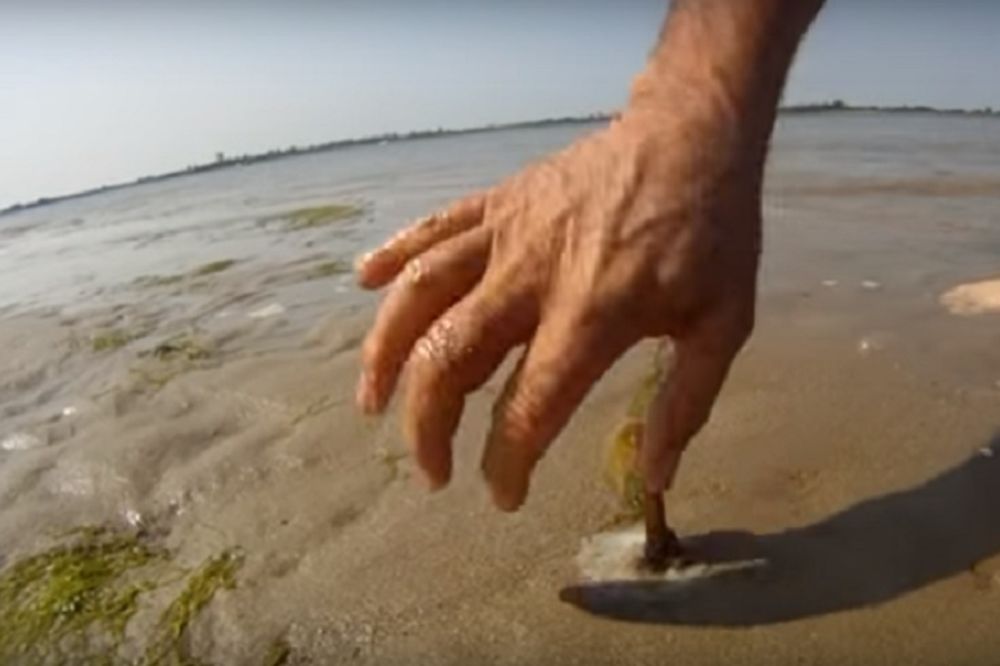 Upecajte crva na najsmešniju foru ikada (VIDEO)