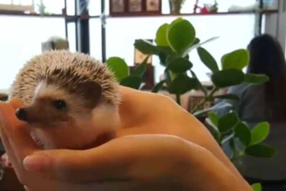 Mali, slatki, bodljikavi: U ovom japanskom kafiću možete do mile volje da se mazite sa ježićima! (VIDEO)