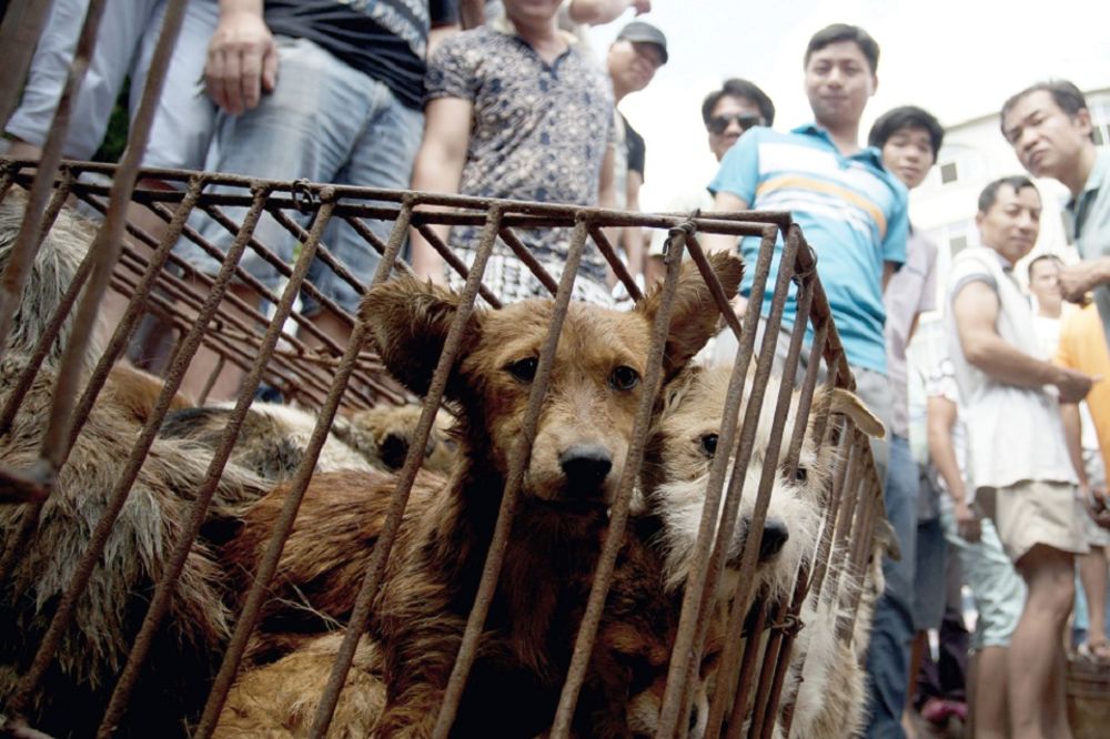 Najokrutniji festival psećeg mesa: Kinezi pobiju 20 miliona pasa i mačaka! (UZNEMIRUJUĆI FOTO)