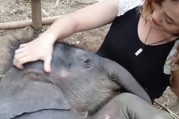 Mali, nezgrapni, debeli i vole da se maze: Ovi slončići su jednostvano preslatki (VIDEO)