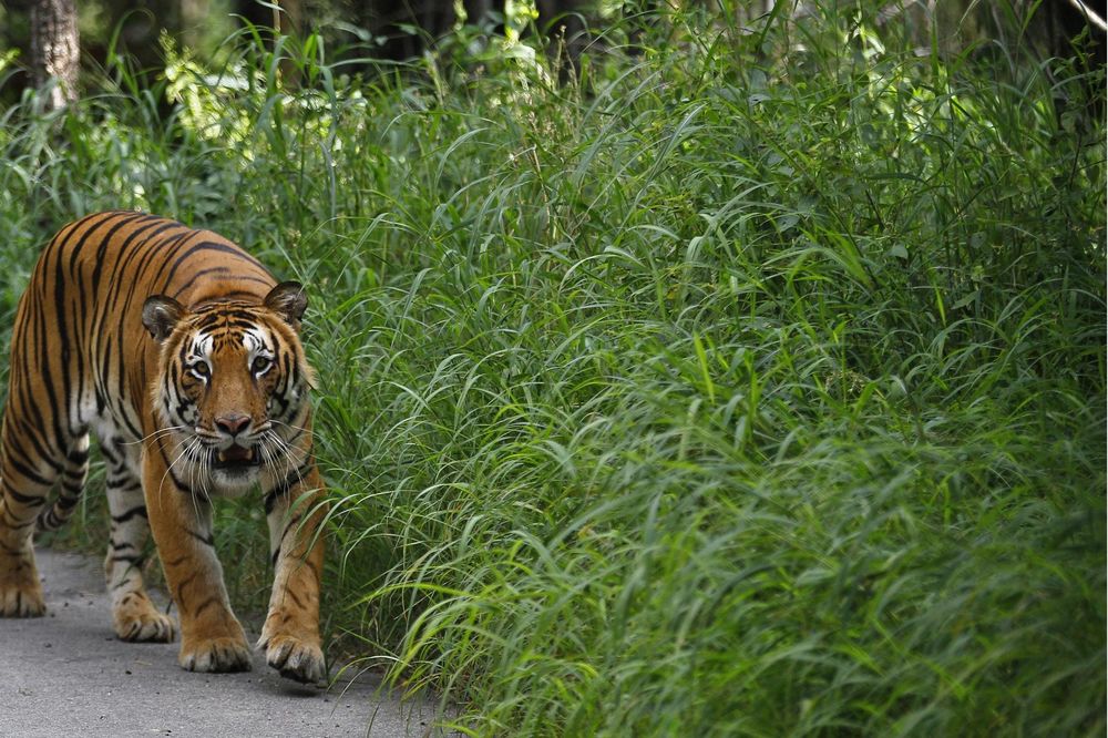 Fantastična vest: Prvi put u poslednjih 100 godina broj tigrova je u porastu! (FOTO)