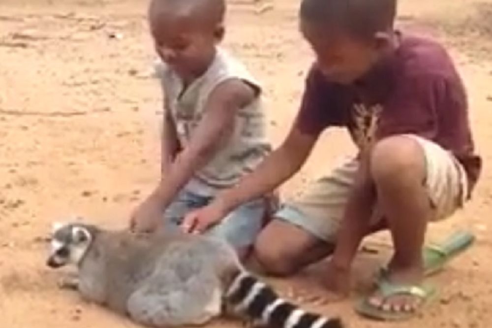 Lemurska posla: Počešite me, moja lenjost mi ne dozvoljava da se pomerim! (VIDEO)