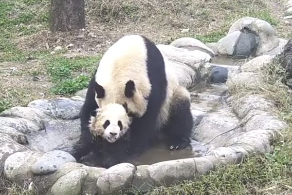 Dok tata panda uživa u kupci, ovaj bebac gleda samo kako da šmugne! (VIDEO)