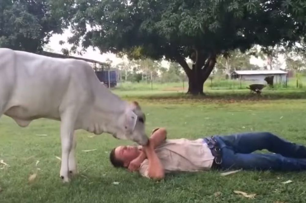 Samo što ne laje: Ova kravica misli da je pas! (FOTO) (VIDEO)