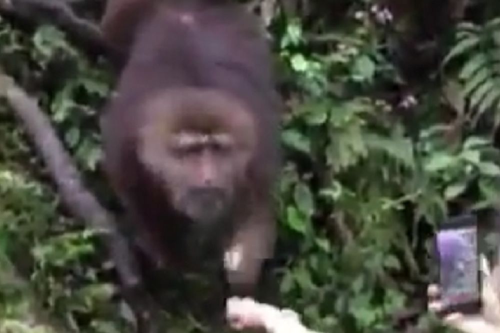 Ukrao smartfon pa se iskezio! Pogledajte urnebesan video majmuna-lopova! (FOTO) (VIDEO)
