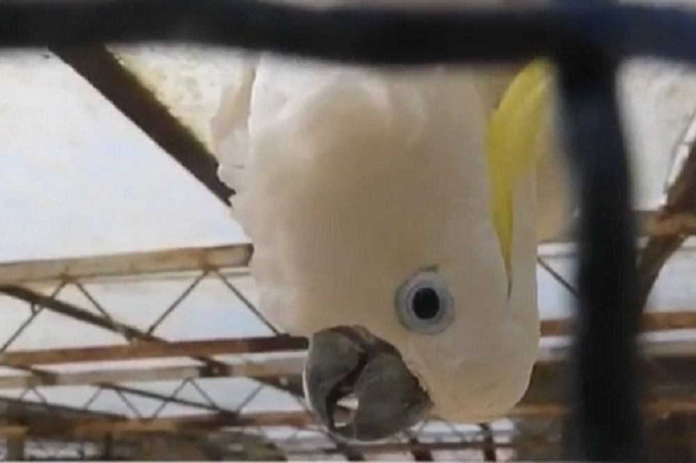 I Titovi ljubimci tuguju za njim: Papagaj Koko psuje svaki dan na Brionima (VIDEO)