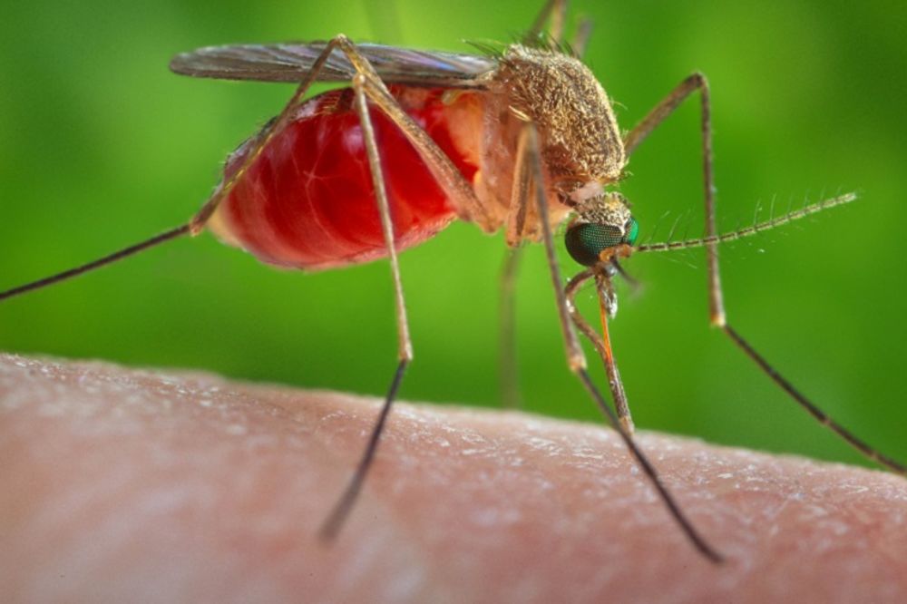 Do sad su komarci prenosili viruse, a sada ih uništavaju?