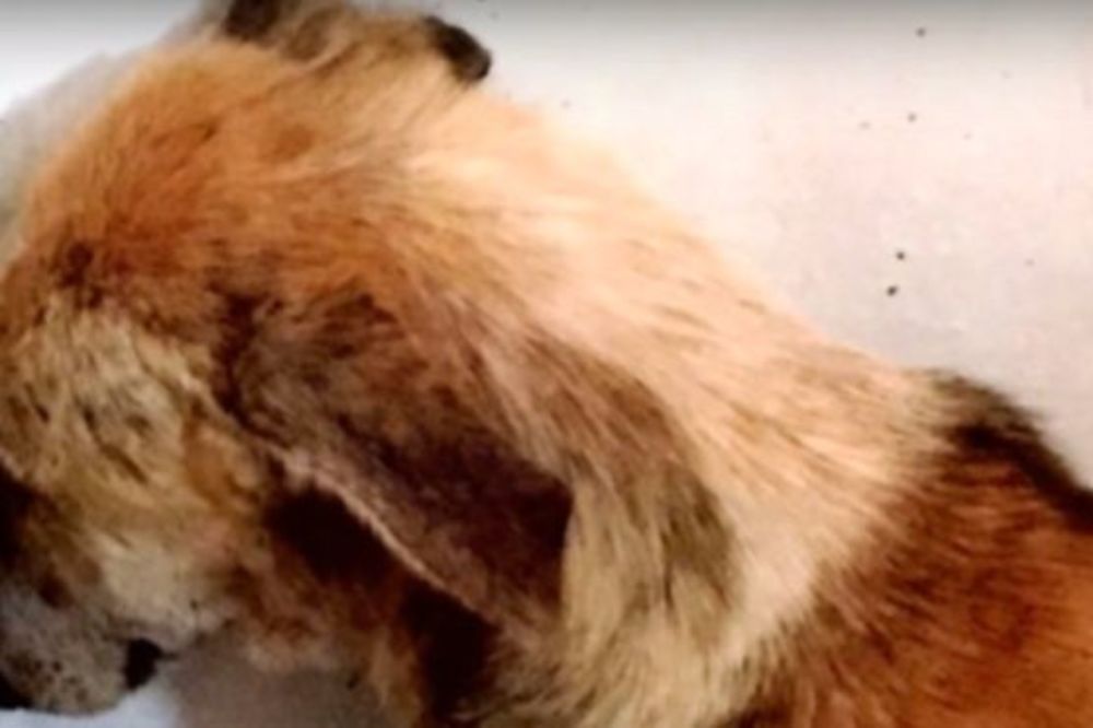 Pas je danima gledao samo u zid iz razloga koji slama srca (VIDEO)