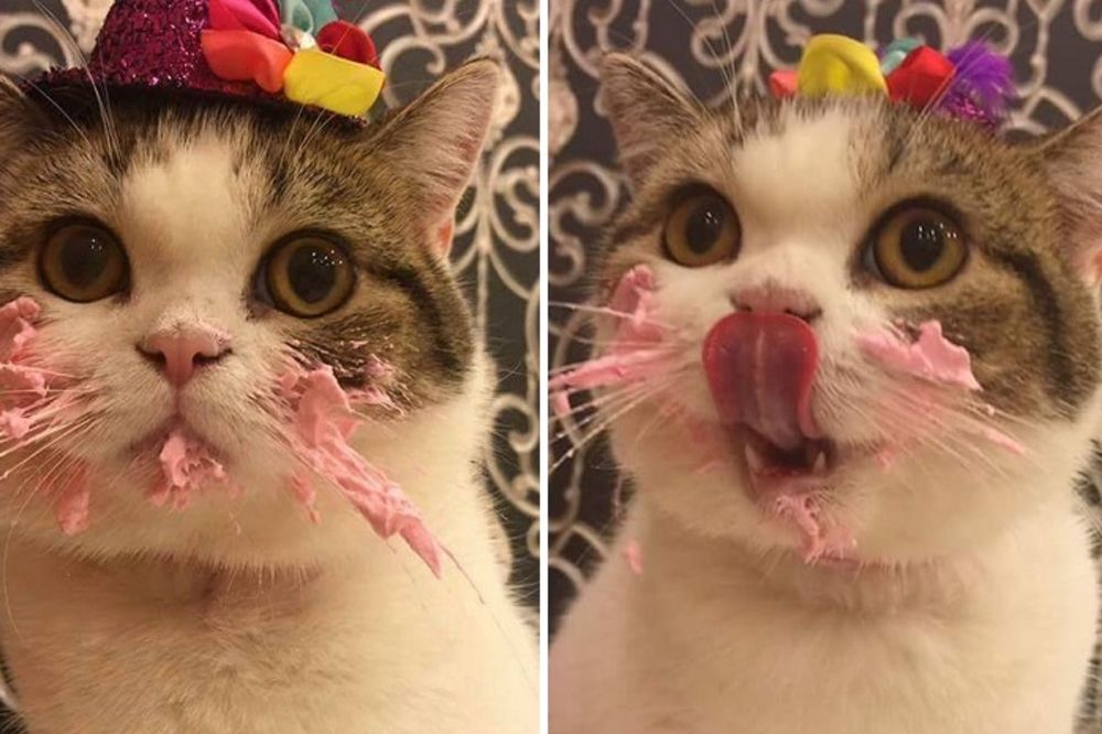 Najslađa maca na svetu upravo je pojela najslađi kolač na svetu! (FOTO)